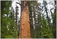 Parque das sequoias gigantes tem árvore de 83 m de altura nos EU